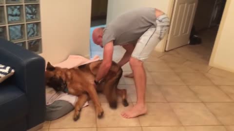 German shepherd. When you just don't want to go to bed
