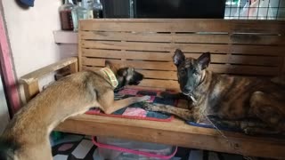 PUPPY WATCHING HER MOTHER EATING BONE.HER REACTION IS PRICELESS