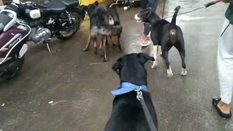 Rottweiler dobermen pitbull German Shepherd vs street dog