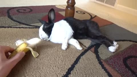 Sleeping rabbit eating banana