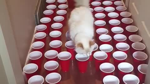 #funnycatvideo 🤣 who gonna lose?