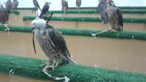 Falkon bird market in Qatar
