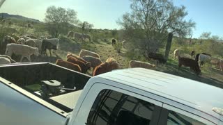 Campsite and cattle invasion.