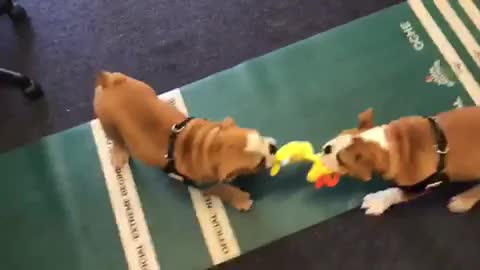 Bulldog puppies stand off over a toy