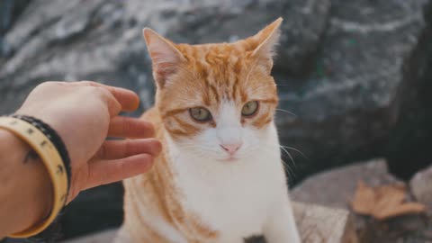 Watch the beauty of this cute cat