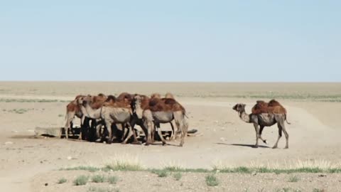 Bactrian camels in Mongolia Jun 2022