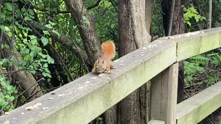 Red-Tailed Squirrel built tough