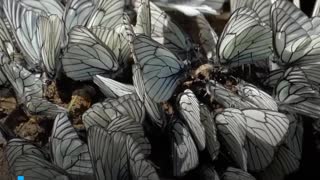 ¿Son las mariposas un error de la naturaleza?