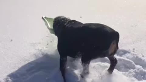 Rottie Steals From A Child