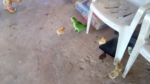 Parrot fighting