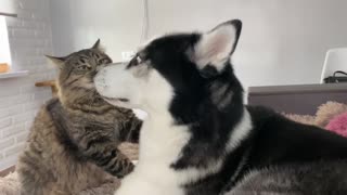 Epic Playtime Between Cat & Husky Best Friends