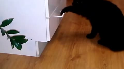 Cat opens locker