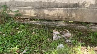 Oblivious Kitty Narrowly Avoids Snake