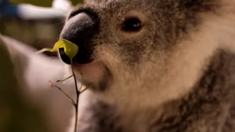 Tired Koala Eating Leaves From a Branch