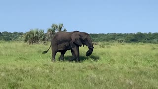 Lone elephant at Isimangaliso wetlands park