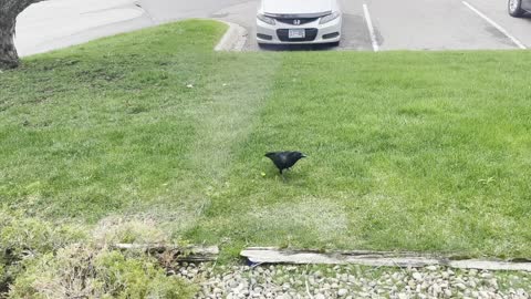 Black bird getting lunch