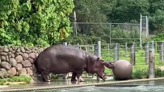 Hippo sprays poop