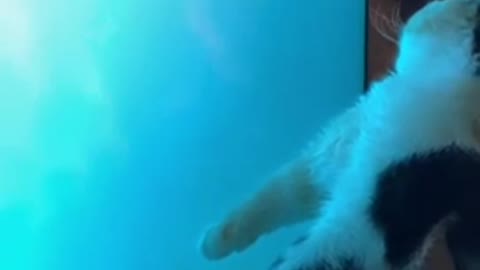 Funny kitten plays with TV
