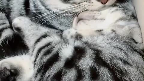 Cute cat Sleeping Funny Video 2022 😍😂🤣
