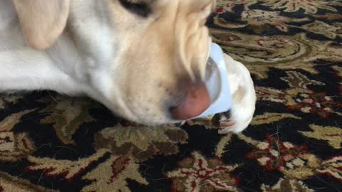 Harley is eating a yogurt cup