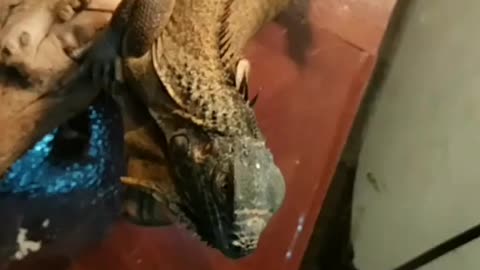 My iguana