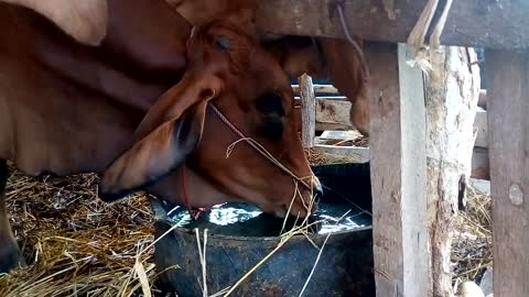 Calf Cow Drinks Water With Wife Mila