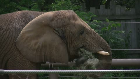 Elephant eating Branches and Leaves