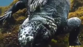News Break: Not sure if Galapagos sea iguana or young Godzilla.