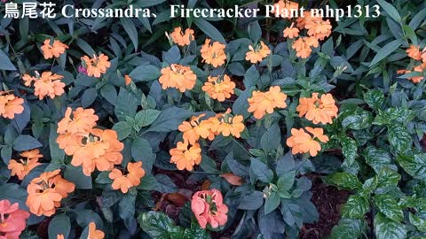 鳥尾花 Crossandra、Firecracker Plant、Firecracker Flower, mhp1313, Apr 2021