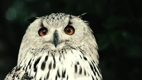 Guys do you know Owl can turn his head 360 degree<>Nature beauty