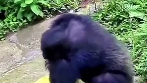 This will blow your mind clever chimpanzee washes cloth like a Human