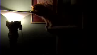 Cat Looks for a Moth