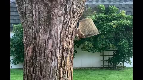 Baby Red Squirrel hungrily eating sunflower seeds