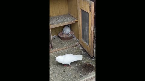 The Pigeon Funny Video