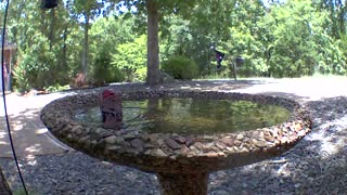 Summer Tanagers bathing