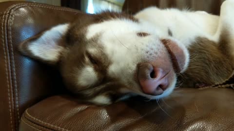 Husky Sleeping Positions... (Sofa Edition)
