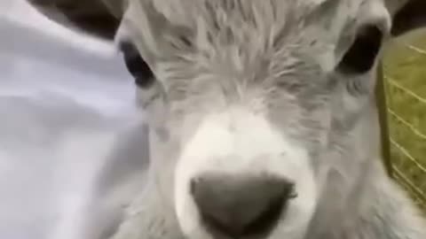 Funniest Animals Reels