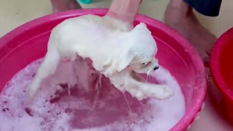 First Cute Pomeranian Puppy Bath | Funny Dogs Puppies | Min Puppy #6