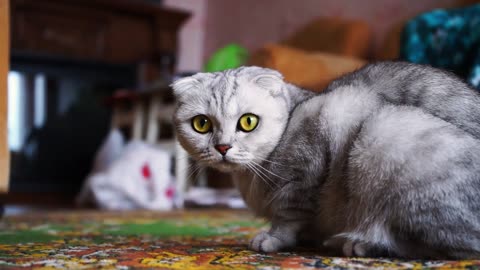 Beautiful White Cat