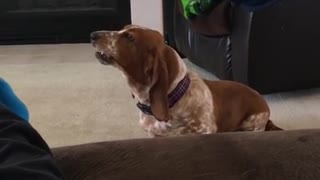 Basset Hound howls in protest after being ignored