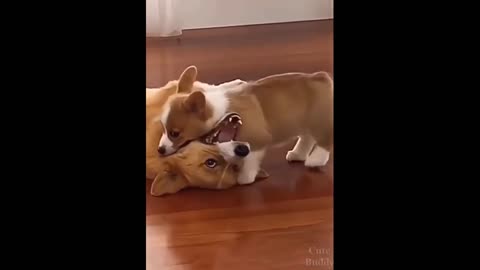 Cute corgi puppy plays with mom 2021