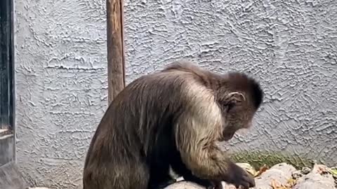 Cute little monkey eating delicious