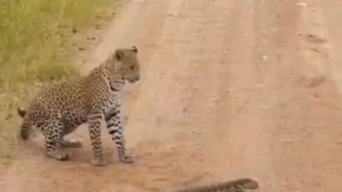 Jaguar is whipped in the face by the lizard's tail Onça é chicoteada pelo rabo do lagarto