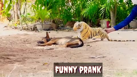 Real Animal Prank videos Funny frank dog vs fake tiger