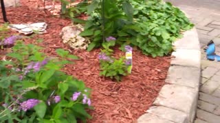 Butterfly House at Put in Bay Island Ohio