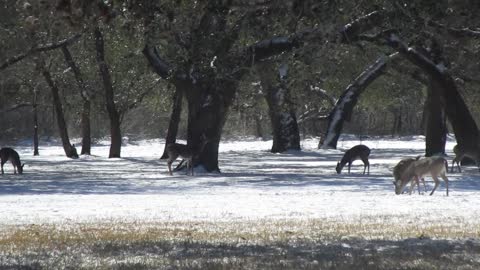 Deer Eating in the Snow