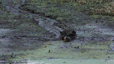 Large Turtle going through the mud. Florida dry season