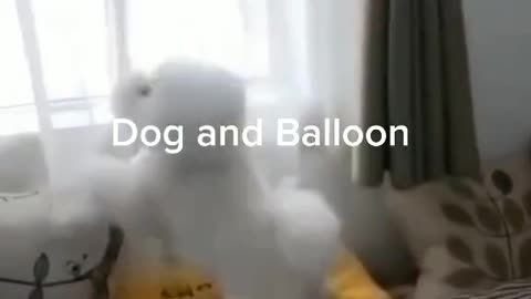 Dog Enjoy Funny Video