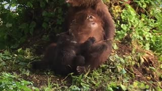 Mama Bear Rests Then Nurses a Cub