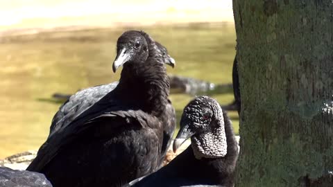 Black Vultures Buzzard Video Footage